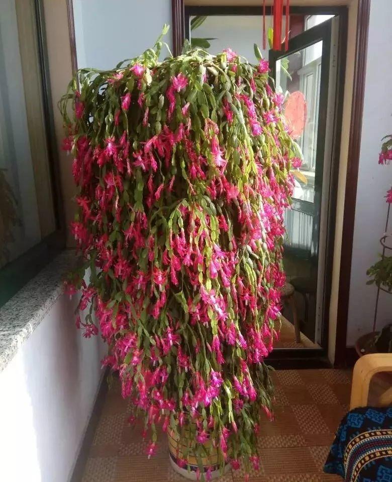 冬天养花别手贱, 一个小动作, 100盆花都能养死!