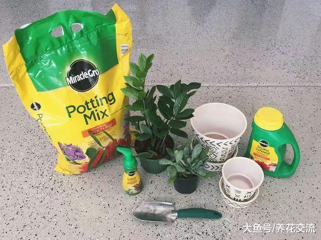 在桌面上养个简单的DIY盆栽植物, 让你的办公桌焕然一新