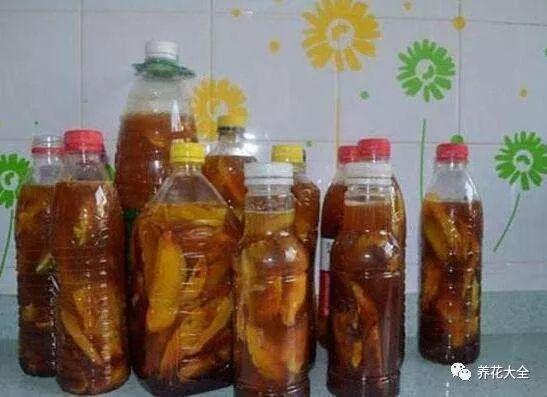 橘子香蕉皮扔盆里, 叶子肥又亮, 眨眼开爆盆!