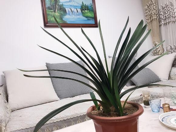 家里君子兰几年不长像假花, 教你这样养, 明年就开花!