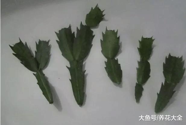 15种花的扦插技巧, 趁着温度正合适, 赶快种起来!