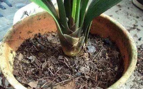 养一盆花生盆栽, 绿绿的很可爱