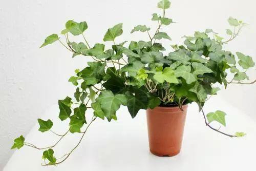 这8种植物居然可以吸走烟气! 长见识了, 赶紧养起来。