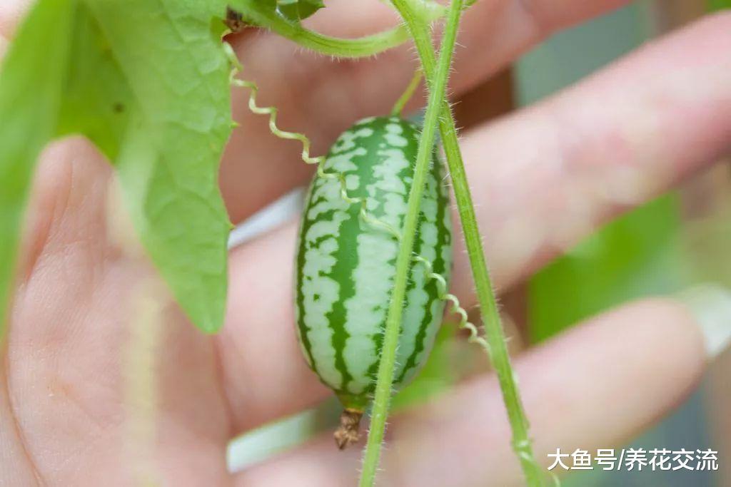 在阳台上种出拇指大的小西瓜, 吃起来却是都是黄瓜味的