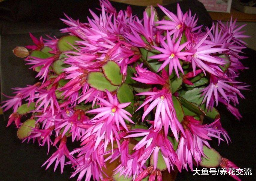 这种花经常被误认为是蟹爪兰, 花朵好看, 和仙人掌一样好养
