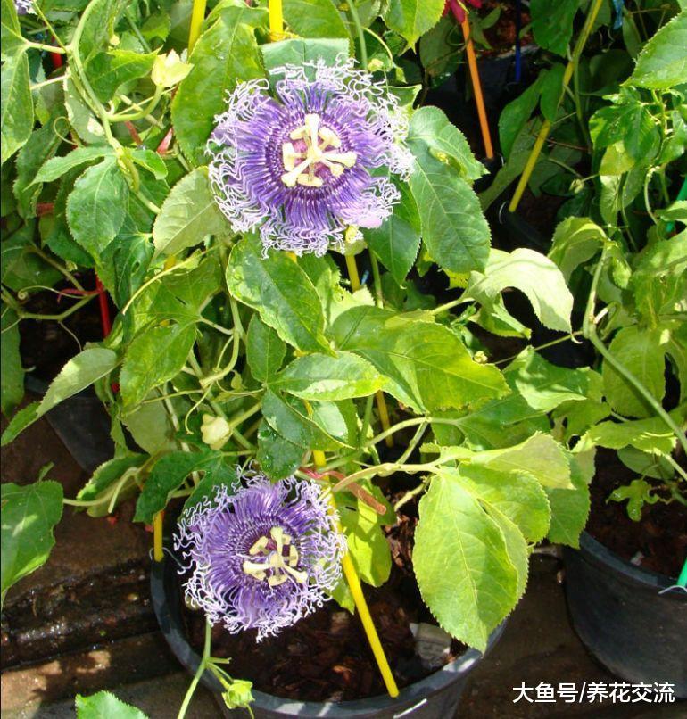 今年种上这9种爬藤植物, 整个院子四季都能开满花