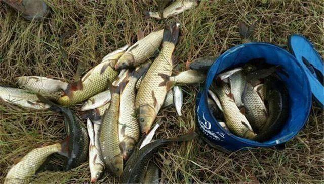 适合天冷钓鱼的五种酒米窝料的制作方法, 实用又好用