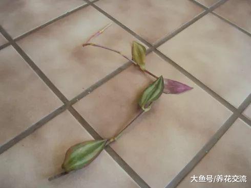 吊竹梅剪下来一段茎直接插入土壤中就能繁殖, 几周时间长满一盆