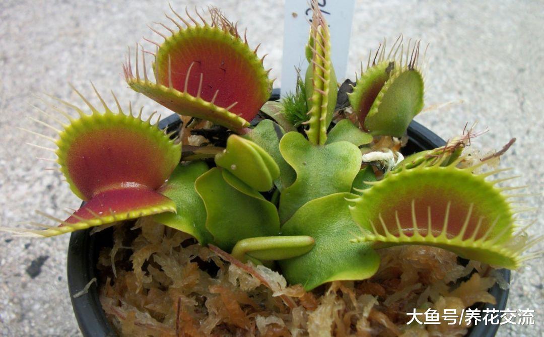 食肉植物还有这么多品种, 指甲大小的食虫草你见过没?