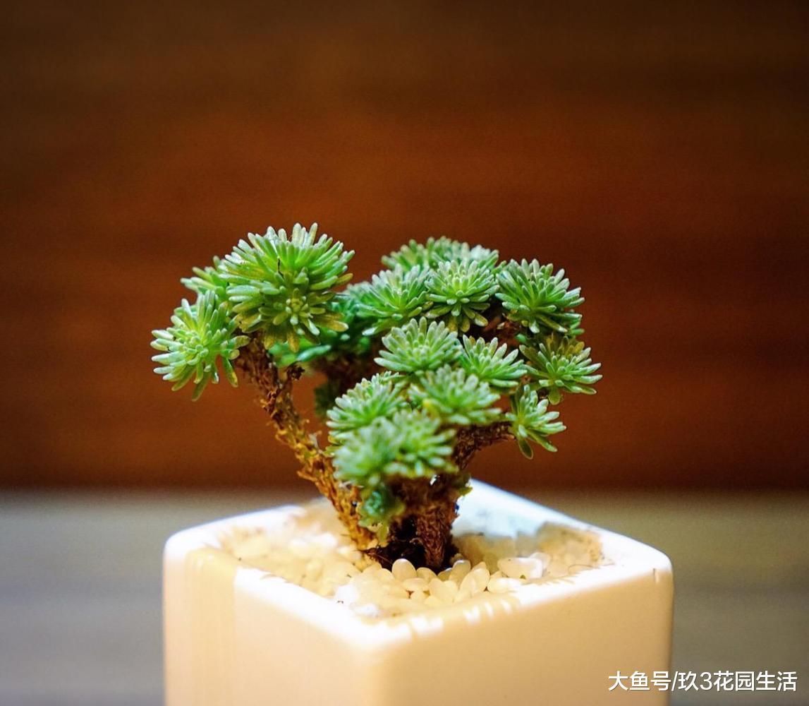 家居养花之多肉植物——球松