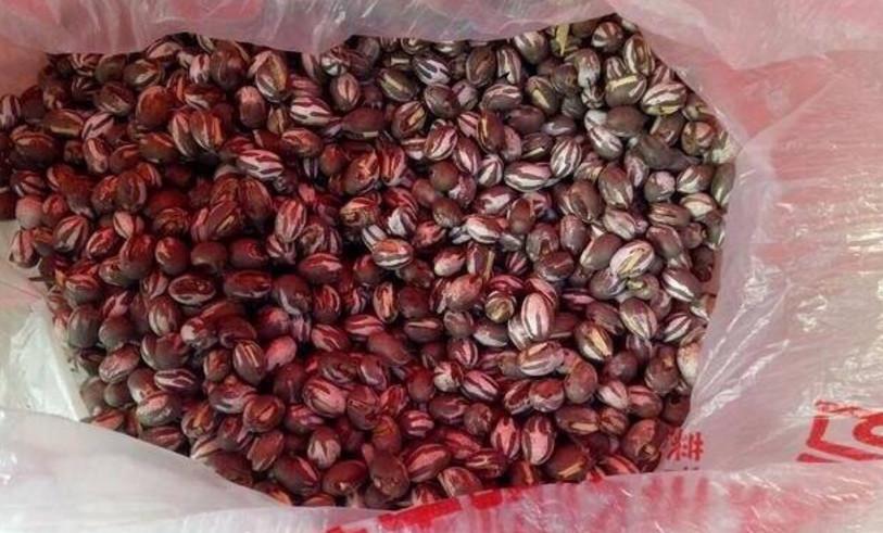 农村人人讨厌的害虫, 城里人口中的美食! 这样的食材, 你见过吗?