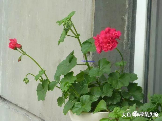 这5种花, 现在掐个枝就能活, 再也不用花钱买了!