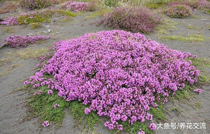 花盆种上这4种低矮的植物, 开花前后的观赏性差了一个天地