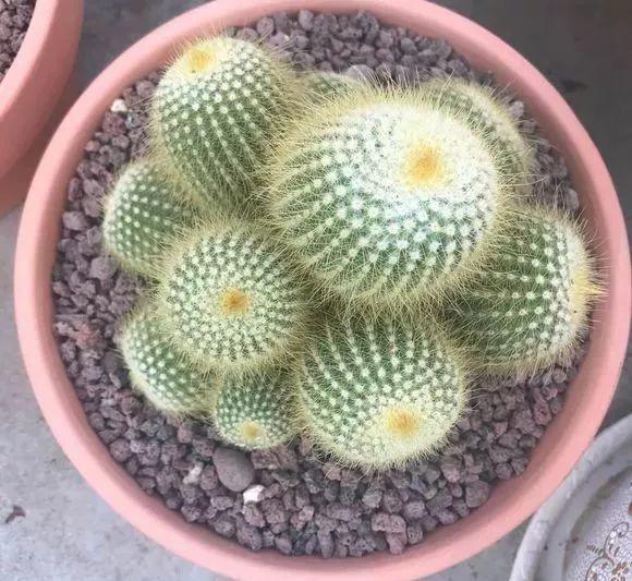 给花做针灸, 花苞咕噜噜冒, 爆盆开不停