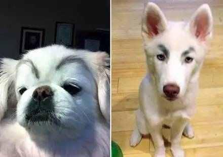 千万不要随便给你家狗狗画眉
