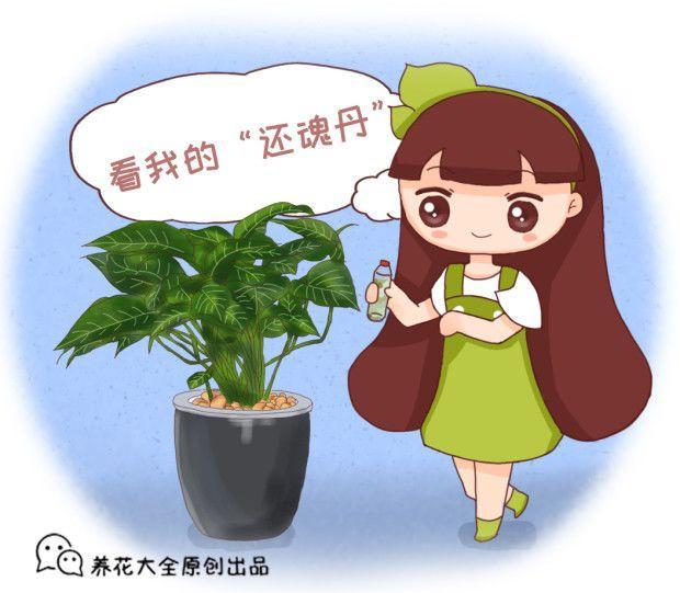 绿萝君子兰浇点它, 花像吃了还魂丹