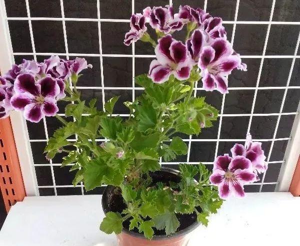 给花做针灸, 花苞咕噜噜冒, 爆盆开不停