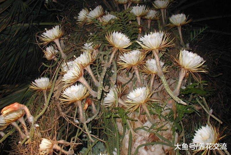 长成瀑布一般花树的蟹爪兰和仙人指, 没想到是用仙人掌嫁接的