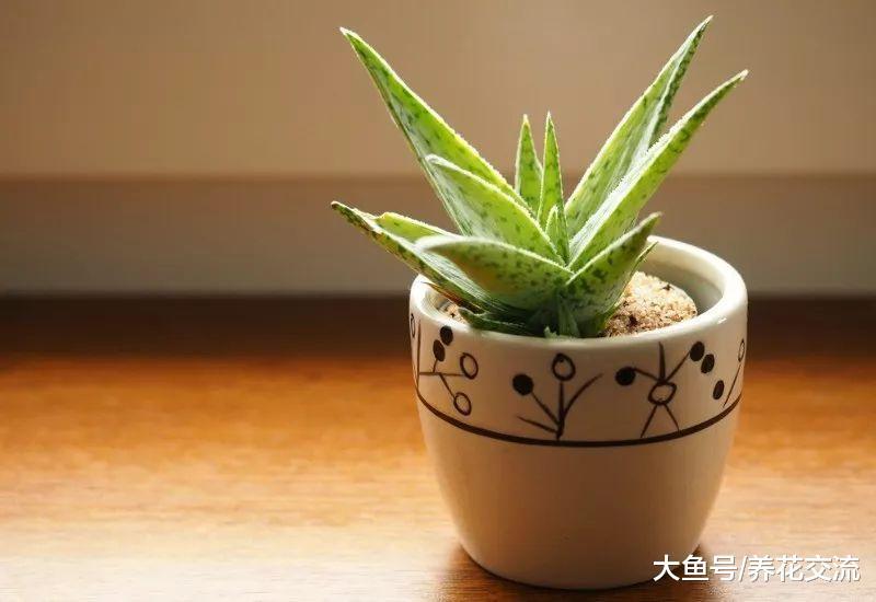 这5种植物特别适合种在卧室里, 帮助你提高睡眠的质量