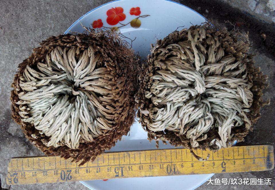 植物的寿命到底有多长? 还魂草的未解之谜