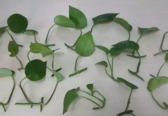 毛巾能让绿萝爆盆, 变绿瀑布