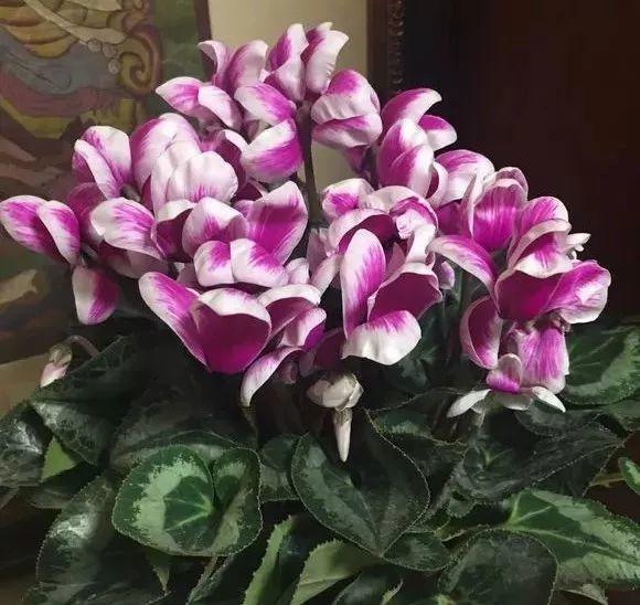 这6种花, 冬天都开爆盆, 超级抗冻, 一开就开不停!