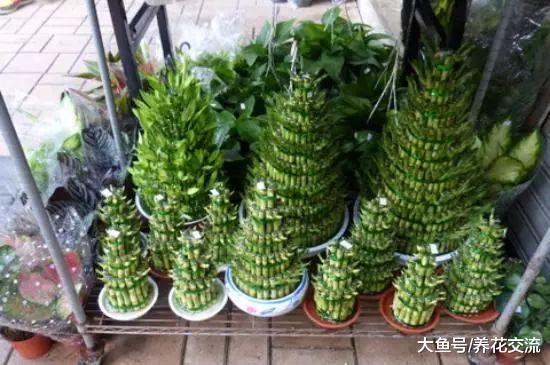 为什么冬天在花店买的富贵竹养10棵死9棵?