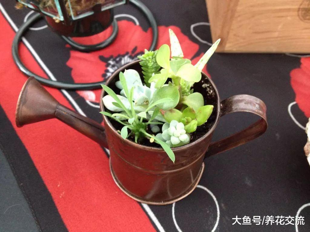 废弃的家具变成花卉的最佳容器, 9个乡村风格的花盆改造