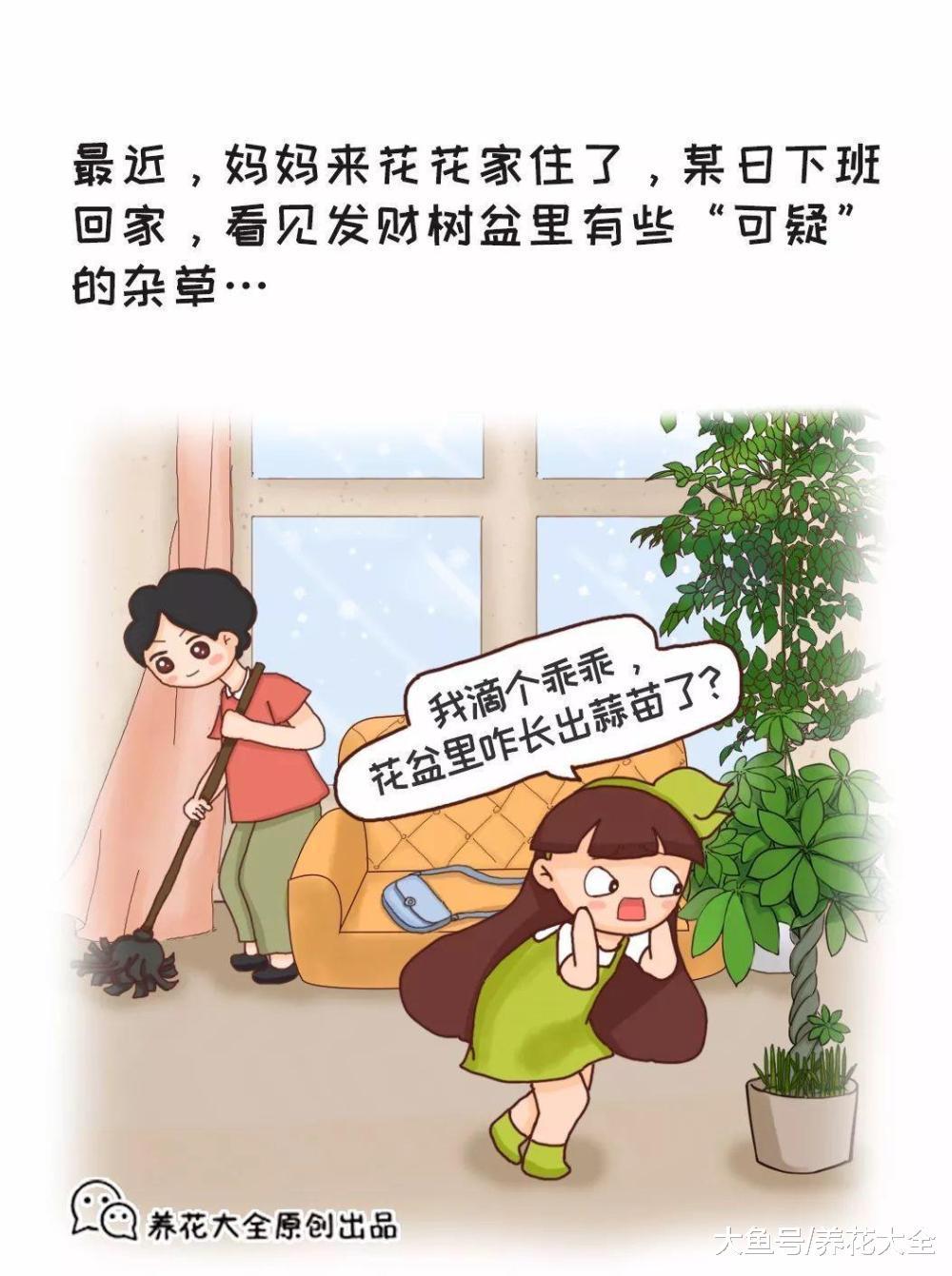发财树盆里长出杂草, 一问家里人, 笑死了