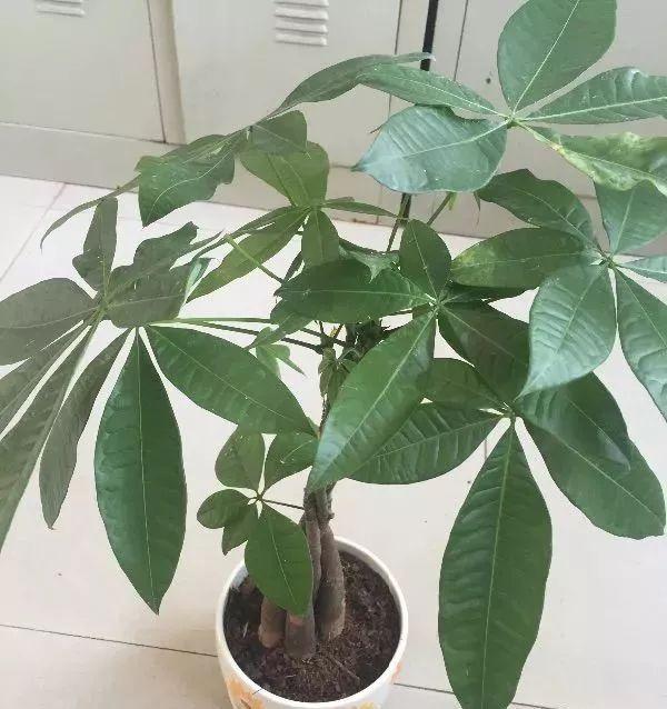 大冷天, 花冻得发蔫, 快给它穿件棉袄, 再也不怕冷!