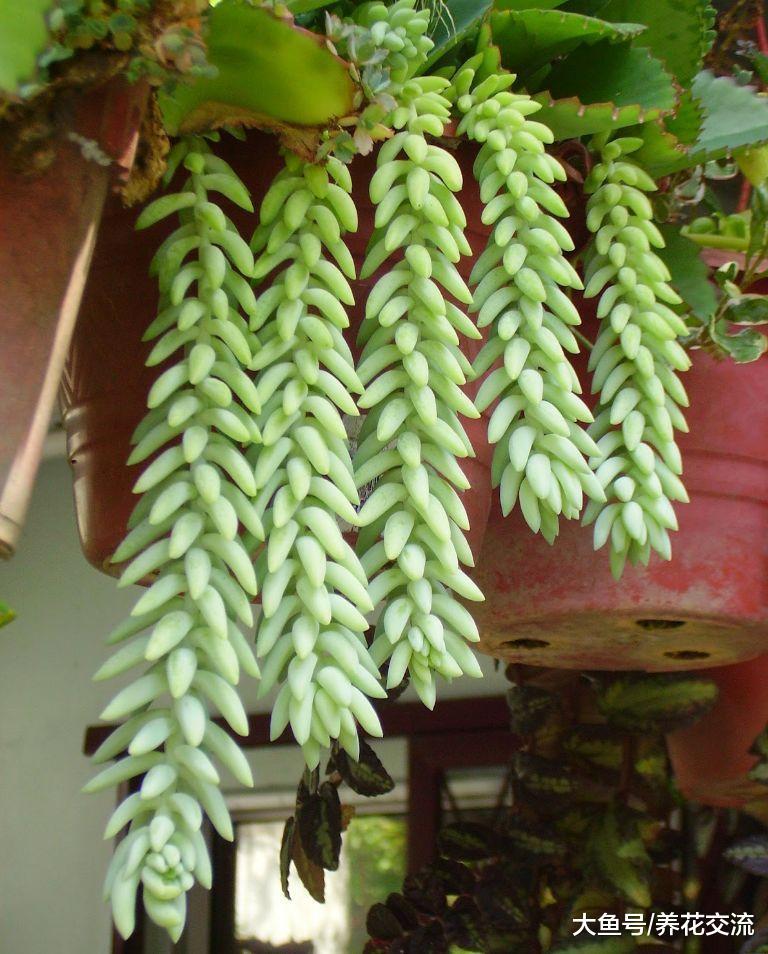 用吊盆养在窗台上长成瀑布的翡翠景天, 一串串玉缀却是不能碰的