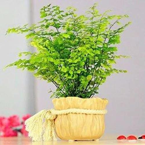 这种古朴、典雅的植物, 养殖之后, 疲惫一天的心情都消失了!
