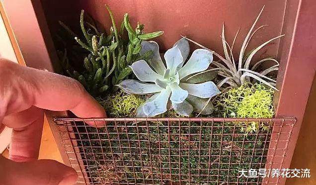 吊在墙上养着的多肉植物画框, 十多块就能制作一个
