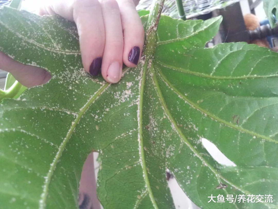 长得健壮的植物, 叶子的背面全是白色的虫子, 要怎么才能杀死它们呢