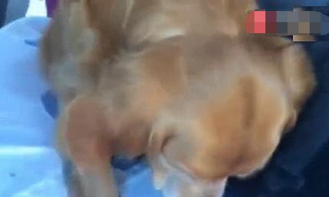 金毛到了医院不下车, 往后面看了一眼后, 灰溜溜的下来了!
