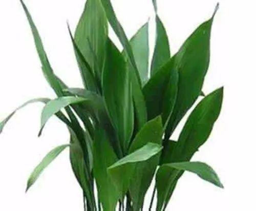 这些光线不足也照样活的植物, 2018年到了, 也该养一盆了