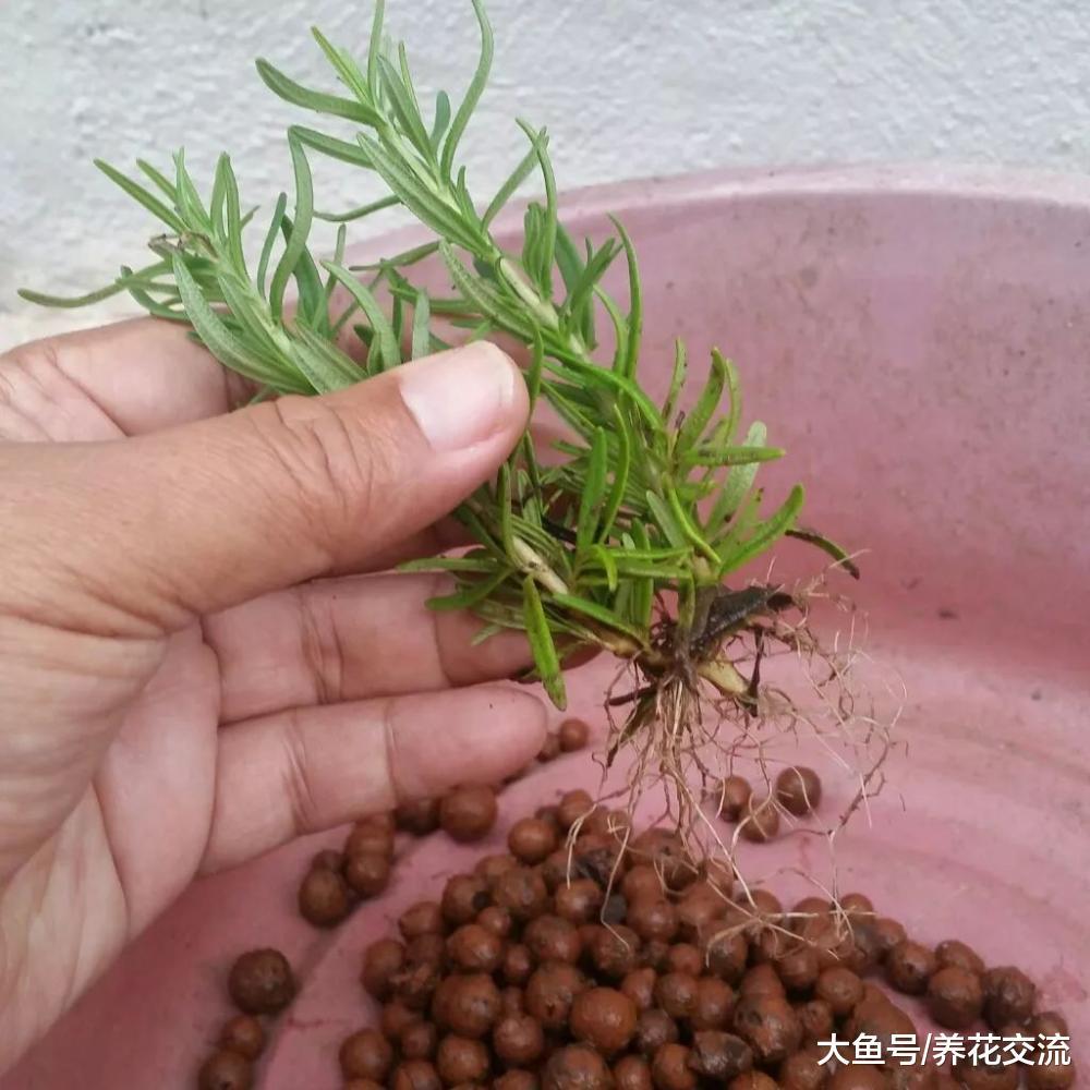 没养过花的朋友都养不死的7种植物, 耐养的盆栽就选它们