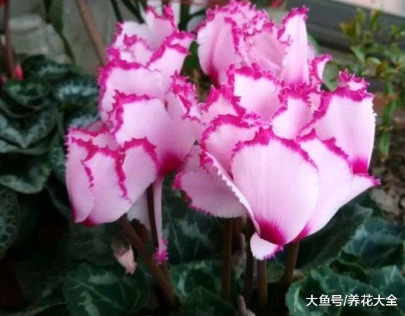 家里养盆仙客来, 开花喜庆又漂亮, 花朵能开到5月份