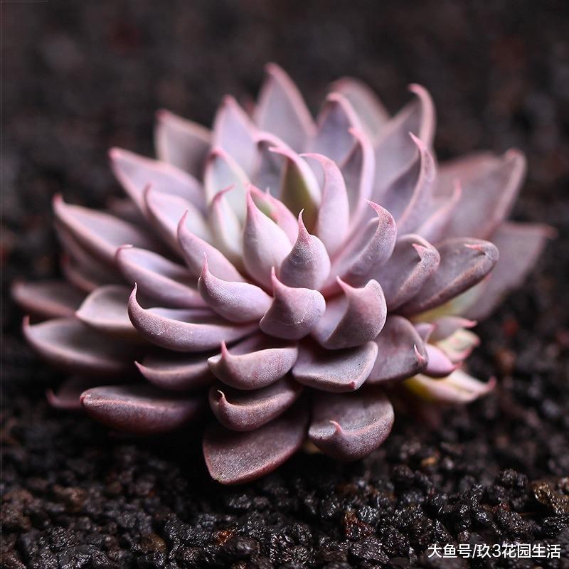 家居养花之多肉植物——银天女