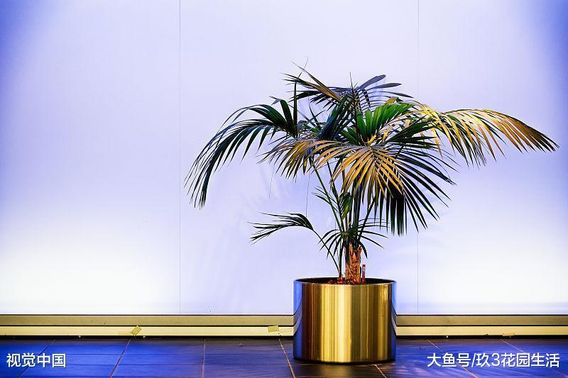 聊一聊独立办公室中的植物风水