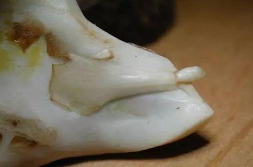 吃剩下的芒果核千万别丢, 用处可大着呢!