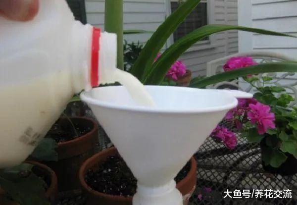 过期的牛奶用来养花的8个作用, 杀菌除虫, 还能做肥料