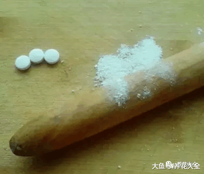 喝剩的啤酒别乱扔, 用来浇花能当肥!