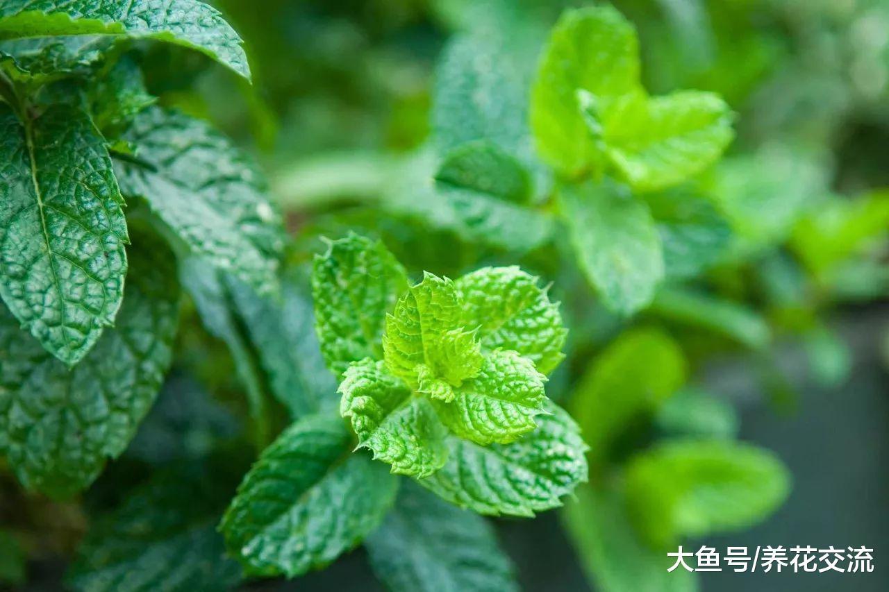冬天在朋友家掐一段薄荷的茎, 放水里就长根, 室内养几周长爆盆