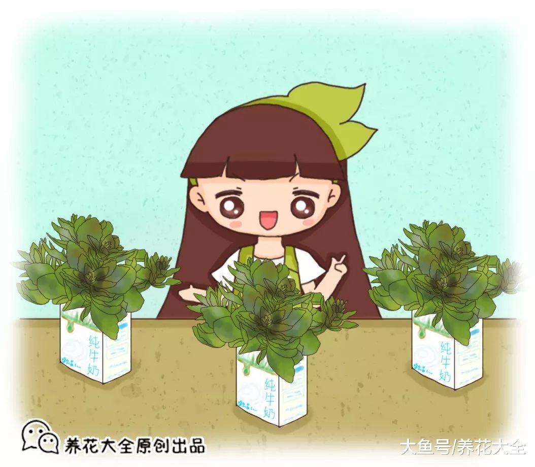 半死不活的花, 随手丢水里, 最后起死回生, 爆盆长疯了!