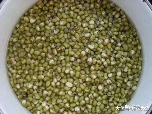 豆芽不用买, 1个可乐瓶就能做出来, 绿色又美味