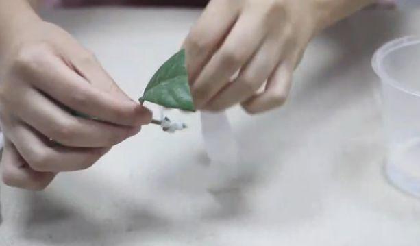 绿萝、富贵竹, 拿卫生纸一裹, 呼呼冒根, 大雪天长爆盆!