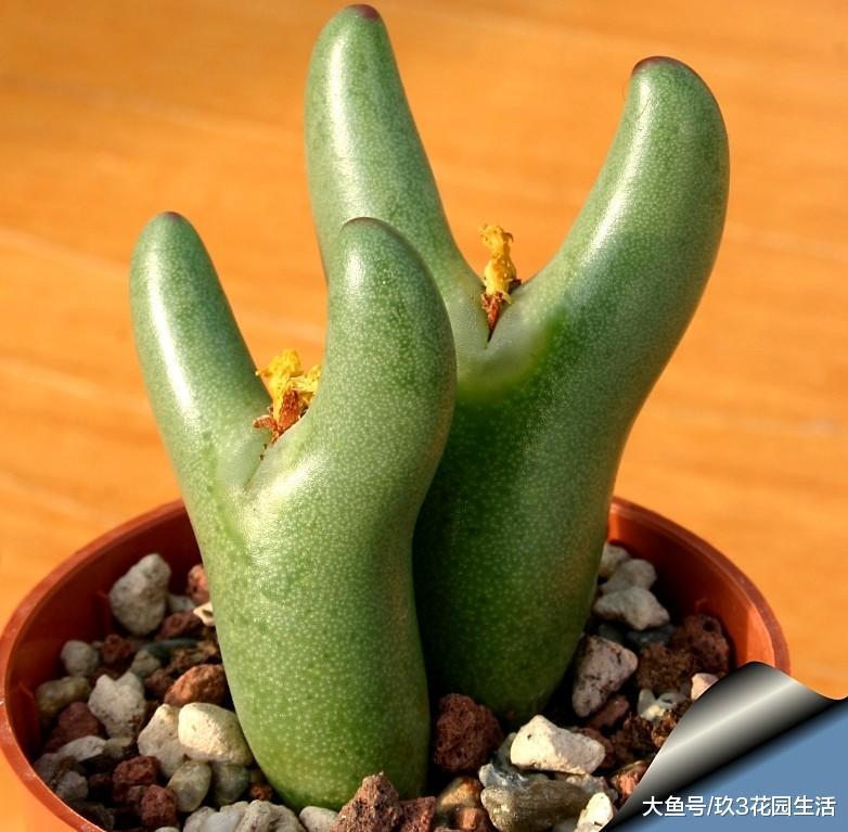 家居养花之多肉植物——少将