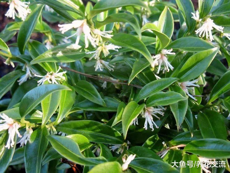 二月份最香的花卉, 晚冬的时候它们就是看不厌的