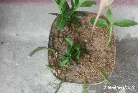 这种花的叶子还能入药, 阳台种一盆, 赚大了